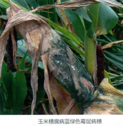 玉米穗腐病
