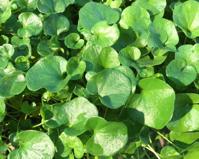  p>马蹄金(学名: i>dichondra micrantha /i> urban)是旋花科,马蹄