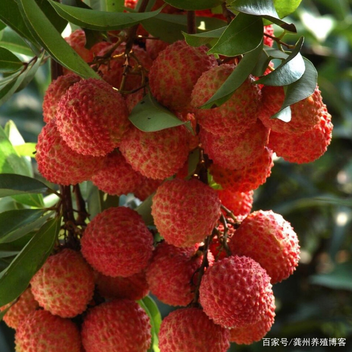 一果上市百果让路(附荔枝品种，上市时间，保鲜知识)又是一年荔枝红_百科TA说