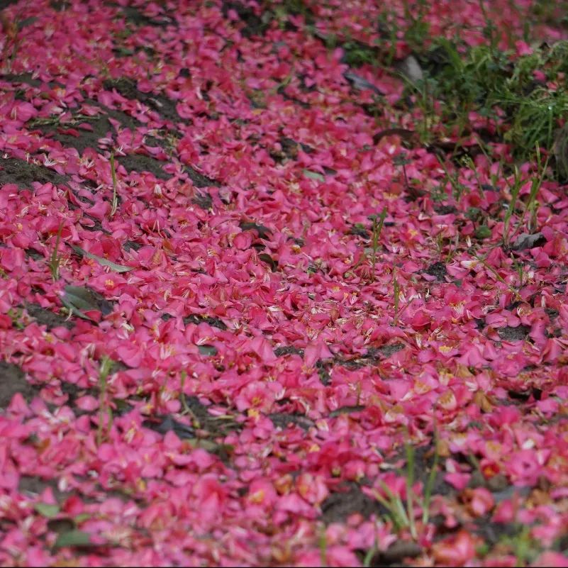 园林优良花灌木之茶花新秀——束花茶花_百科TA说