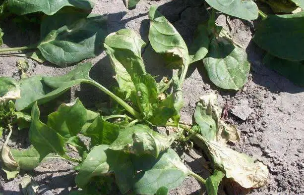 菠菜枯萎病