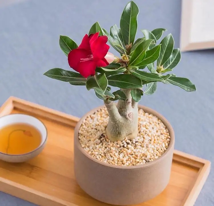 家庭养花，有3种值得养，四季常绿吸收灰尘，空气干净清新棒极了_百科TA说