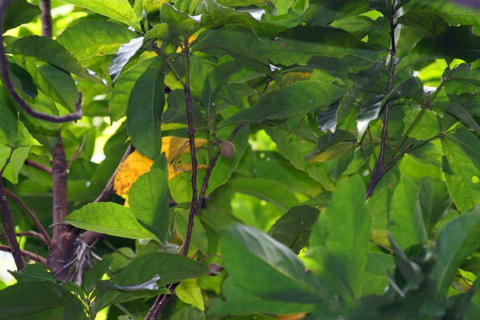 广东山龙眼海南个体002