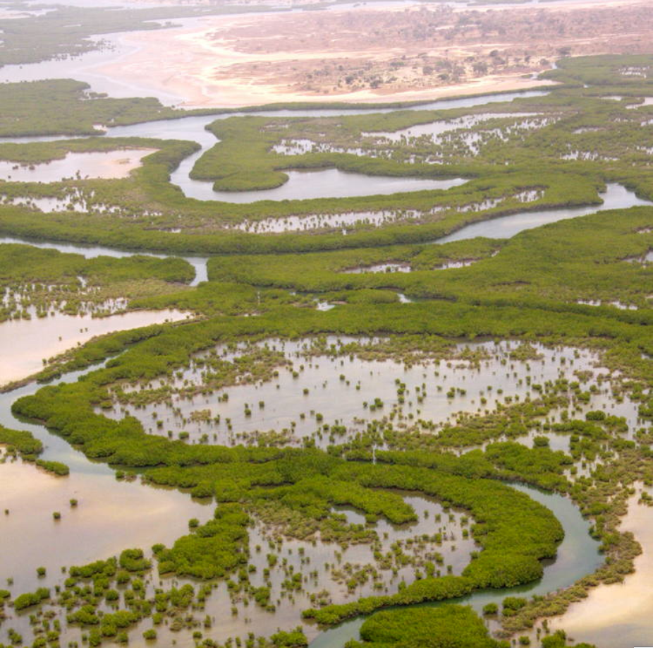 萨卢姆三角洲国家公园