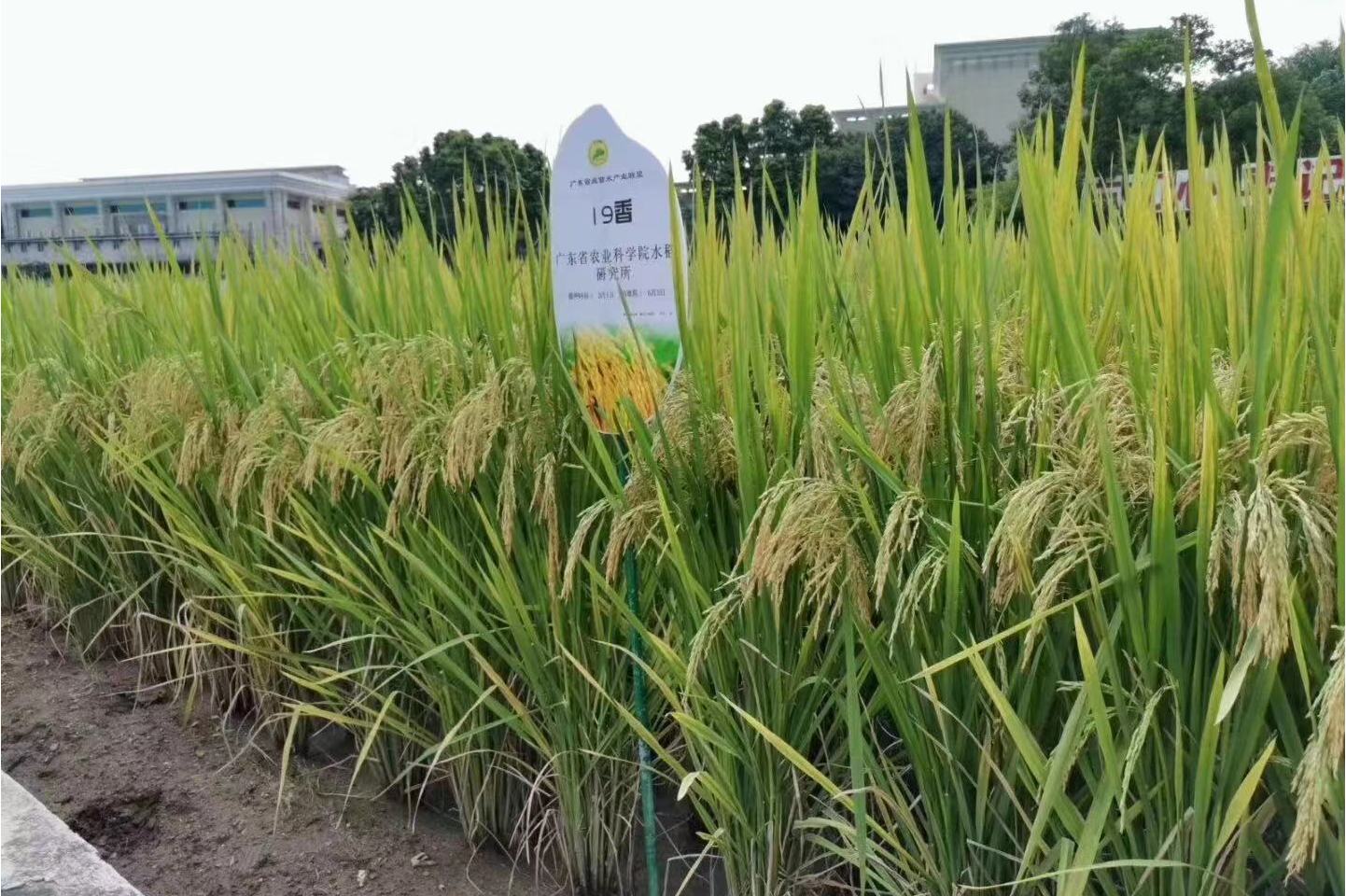 "19香"是广东丝苗米产业园种植的优质品种之一,广东省农业科学院水稻