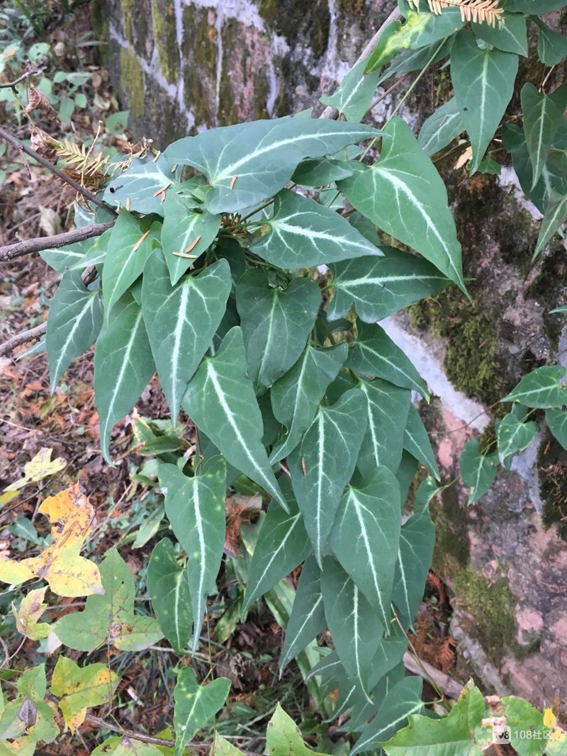 nakai),蓼科何首乌属多年生缠绕藤本植物,叶卵形或长卵形;基部心形