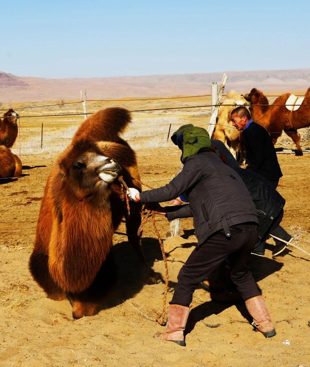  p>民勤骆驼客是古丝路沿线流行的独树一帜的以驼