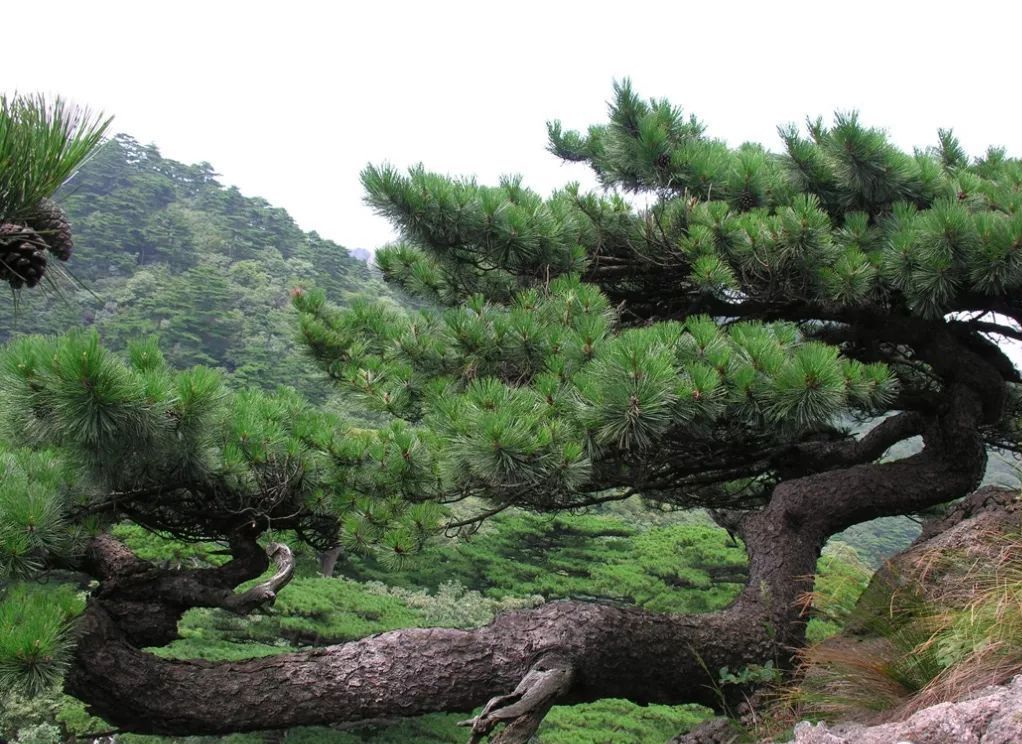  p>龙柏松黄山学院1号是 a target="_blank" hre