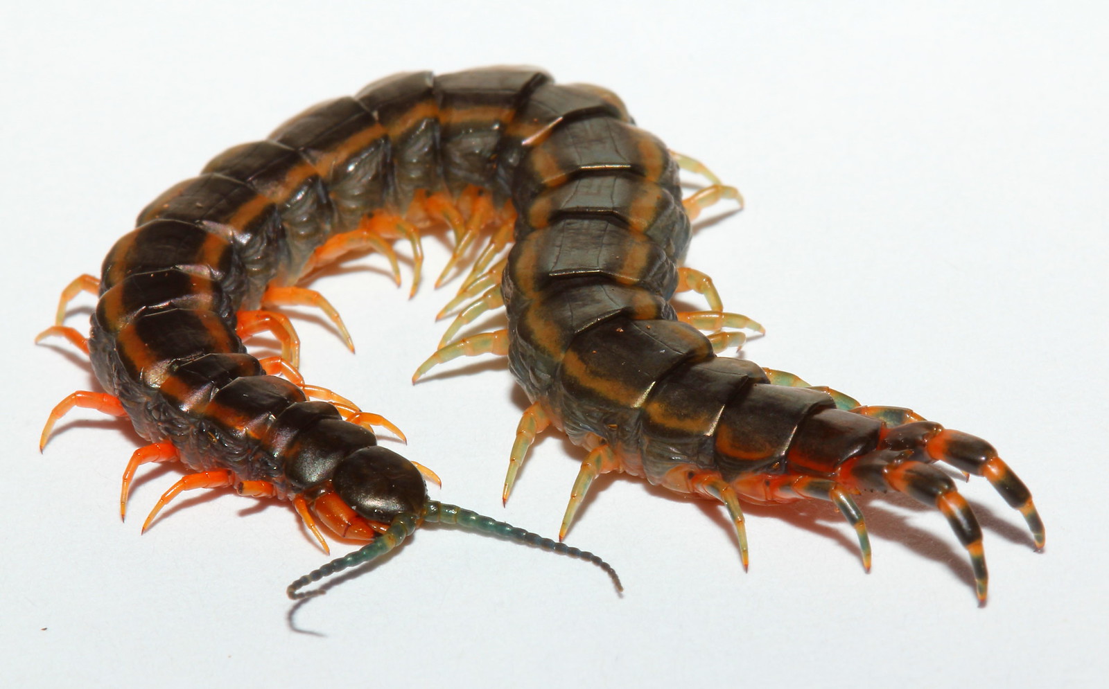  p>多棘蜈蚣是指一种蜈蚣科动物.