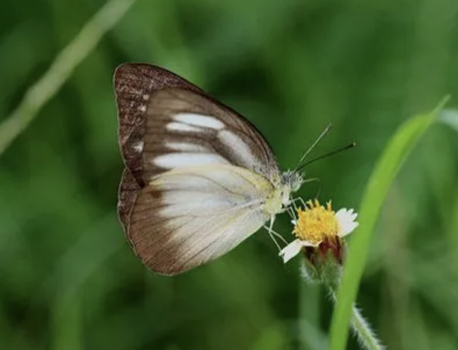 灵奇尖粉蝶海南亚种