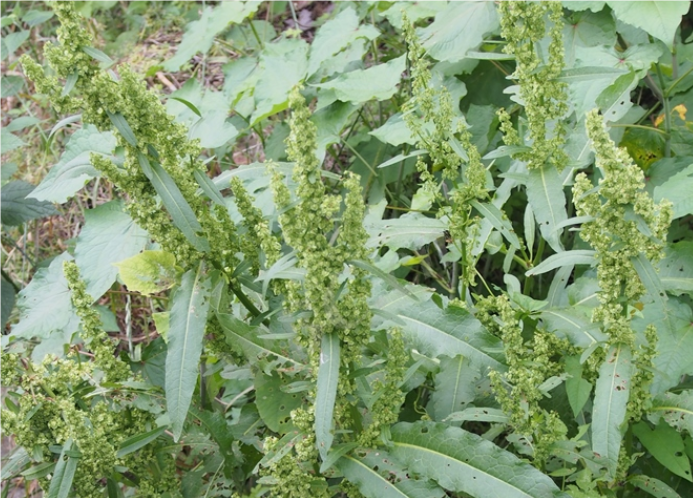 羊蹄（蓼科酸模属植物）_百度百科