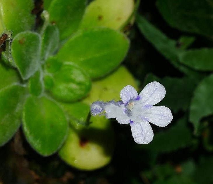 石蝴蝶状报春苣苔