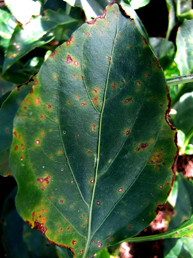 枇杷胡麻色斑点病