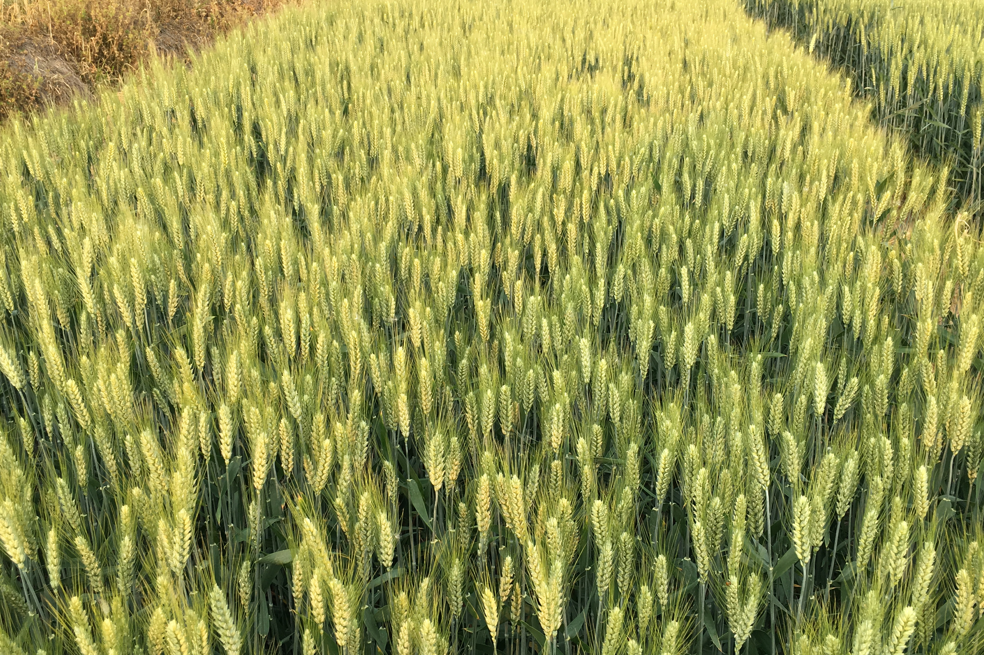 龙辐麦6号是一个小麦品种,中早熟,生育日数