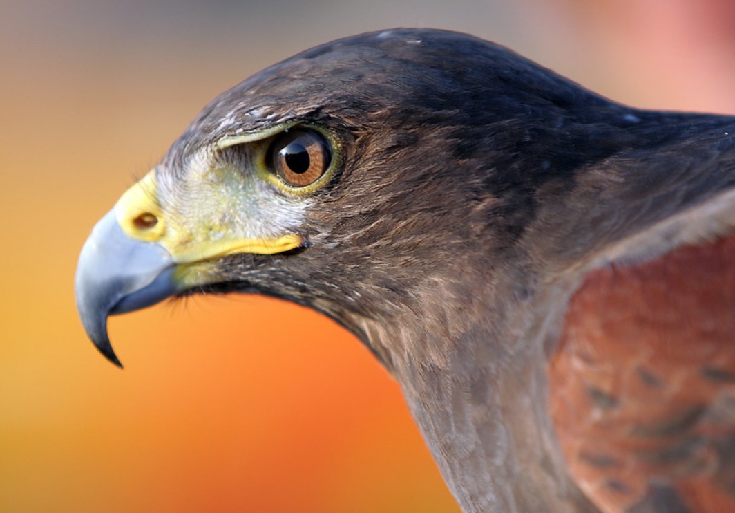  p>黑隼(学名: i>falco subniger /i>):是隼科,隼属的一种猛禽.