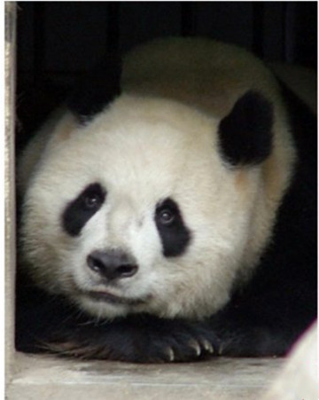 大熊猫迎迎
