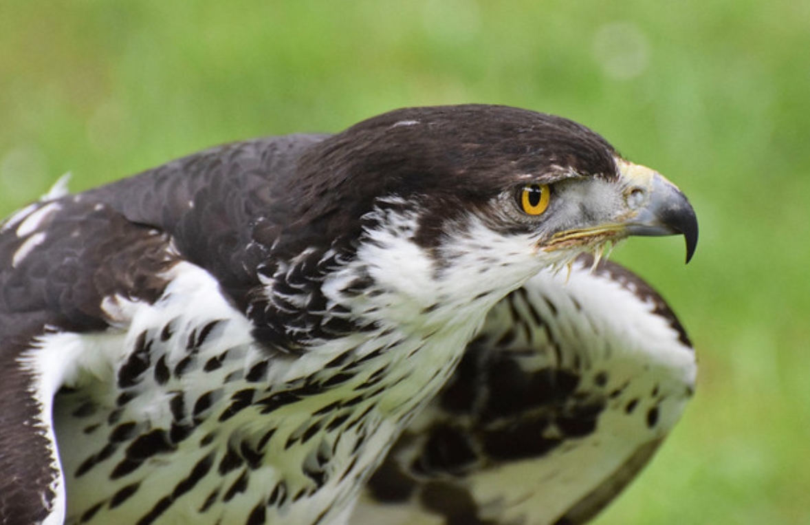  p>非洲雕(学名: i>aquila spilogaster /i>):是鹰科,雕属的猛禽.