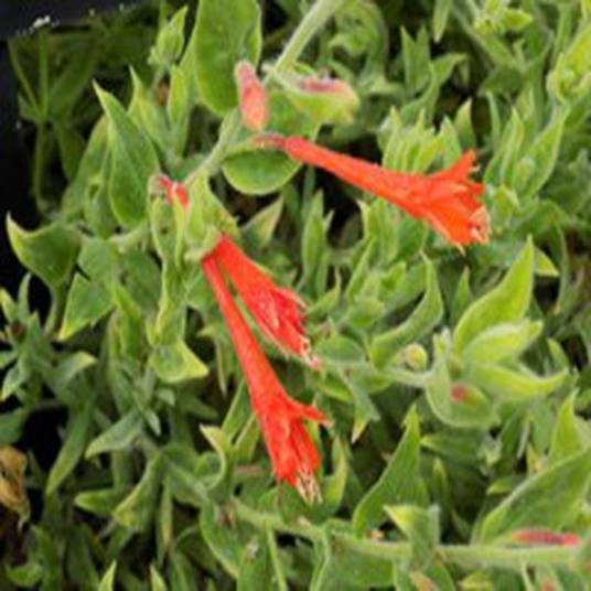 Zauschneria 'Orange Carpet'_百度百科