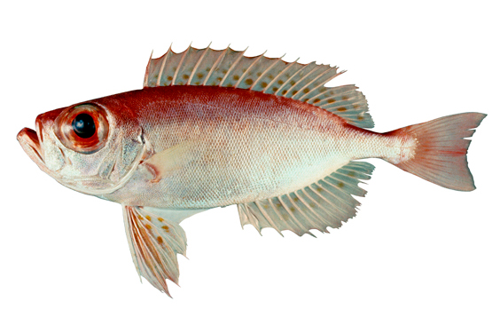  p>短尾大眼鲷(学名: i>priacanthus macracanthus /i>)是大眼鲷科