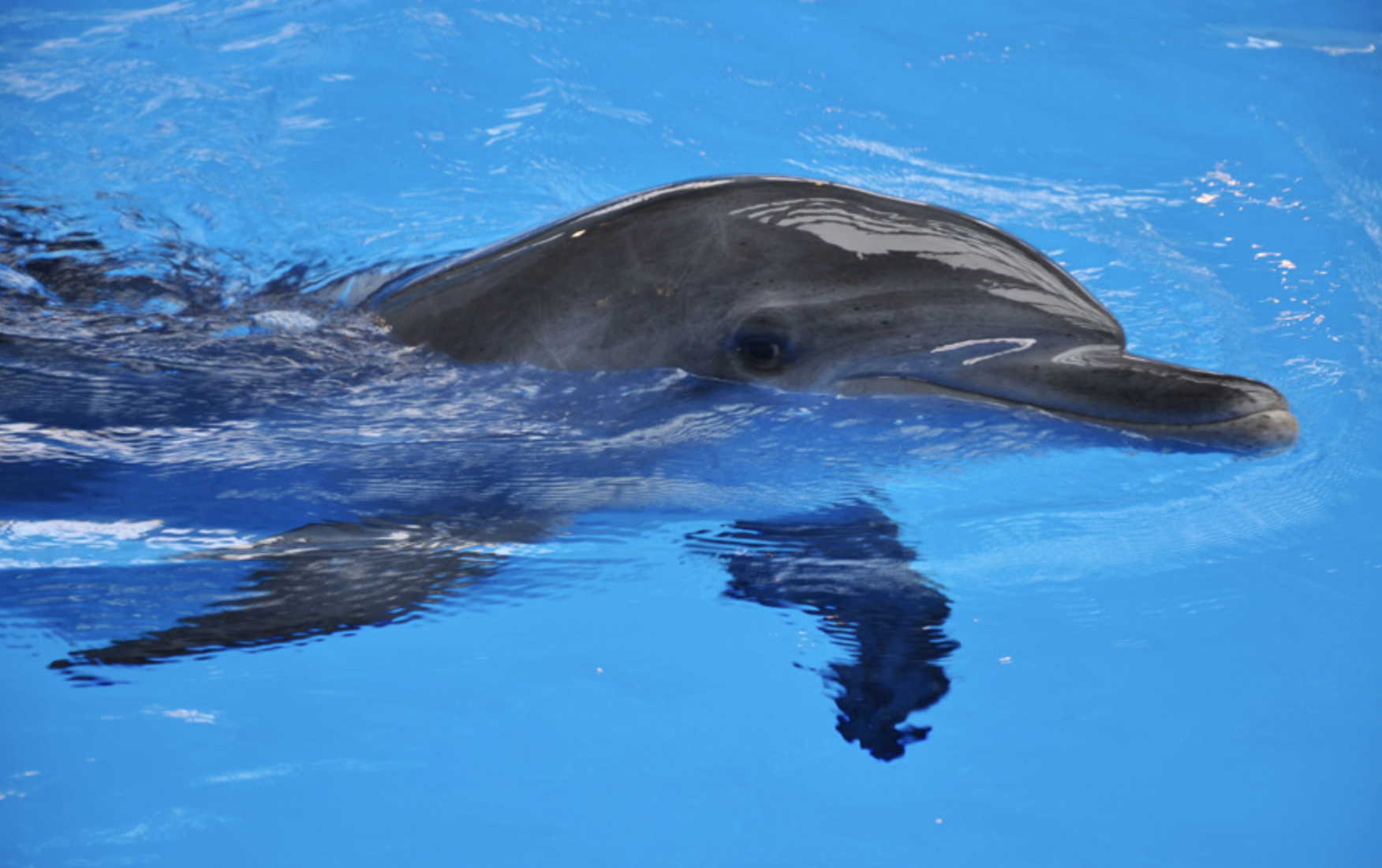南宽吻海豚