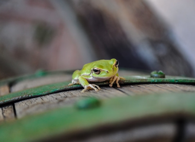  p>撒丁雨蛙(学名: i>hyla sarda /i>):是雨蛙科,雨蛙属的 a target="