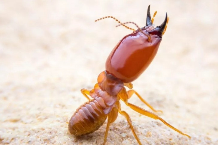  p>梅子地白蚁, a target="_blank" href="/item/等翅目/1536037"