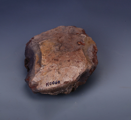 古近纪茂名无盾龟化石