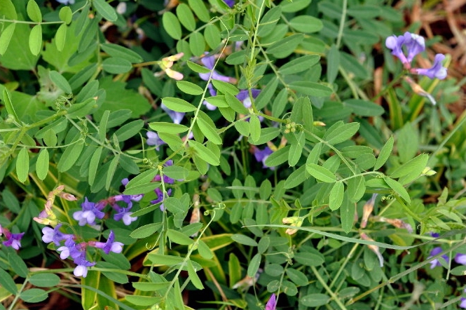  p>大花野豌豆(学名: i>vicia bungei /i> ohwi)是豆科,野豌豆属一二