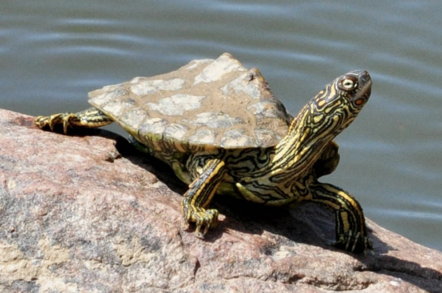  p>德州地图龟(学名: i>graptemys versa /i>)是龟科,地图龟属动物.