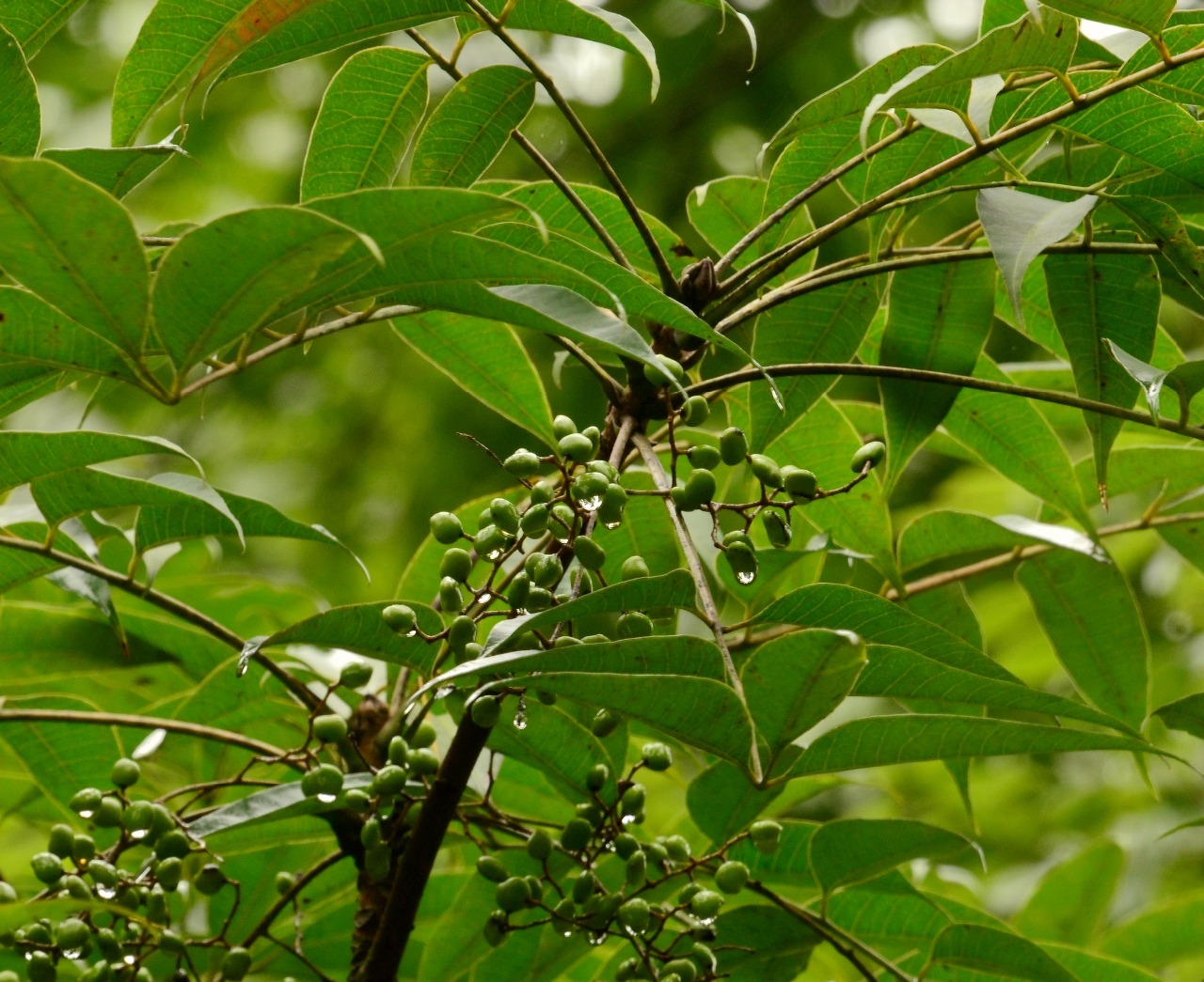 kuntze)是漆树科漆树属的乔木植物.