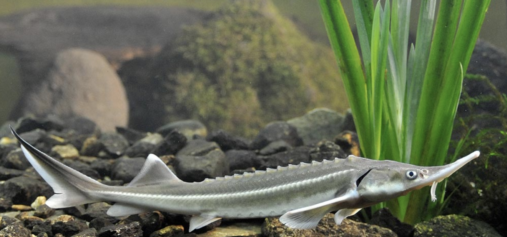  p>小体鲟(学名: i>acipenser ruthenus /i>)是鲟科,鲟属的鱼类.