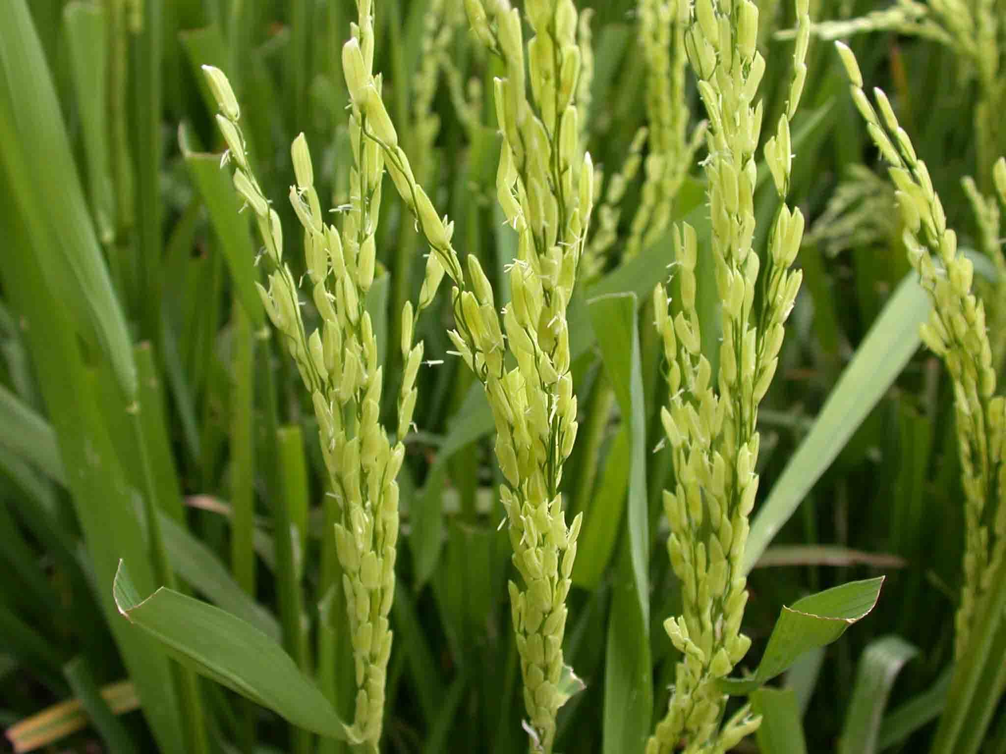 水稻雄性不育系