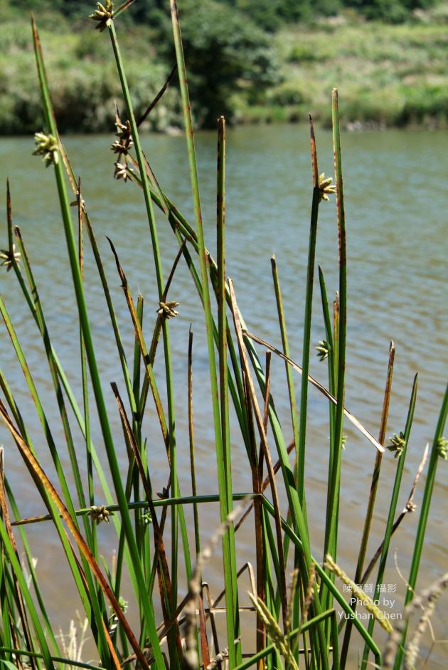  p>北水毛花(学名:scirpus mucronatus linn.