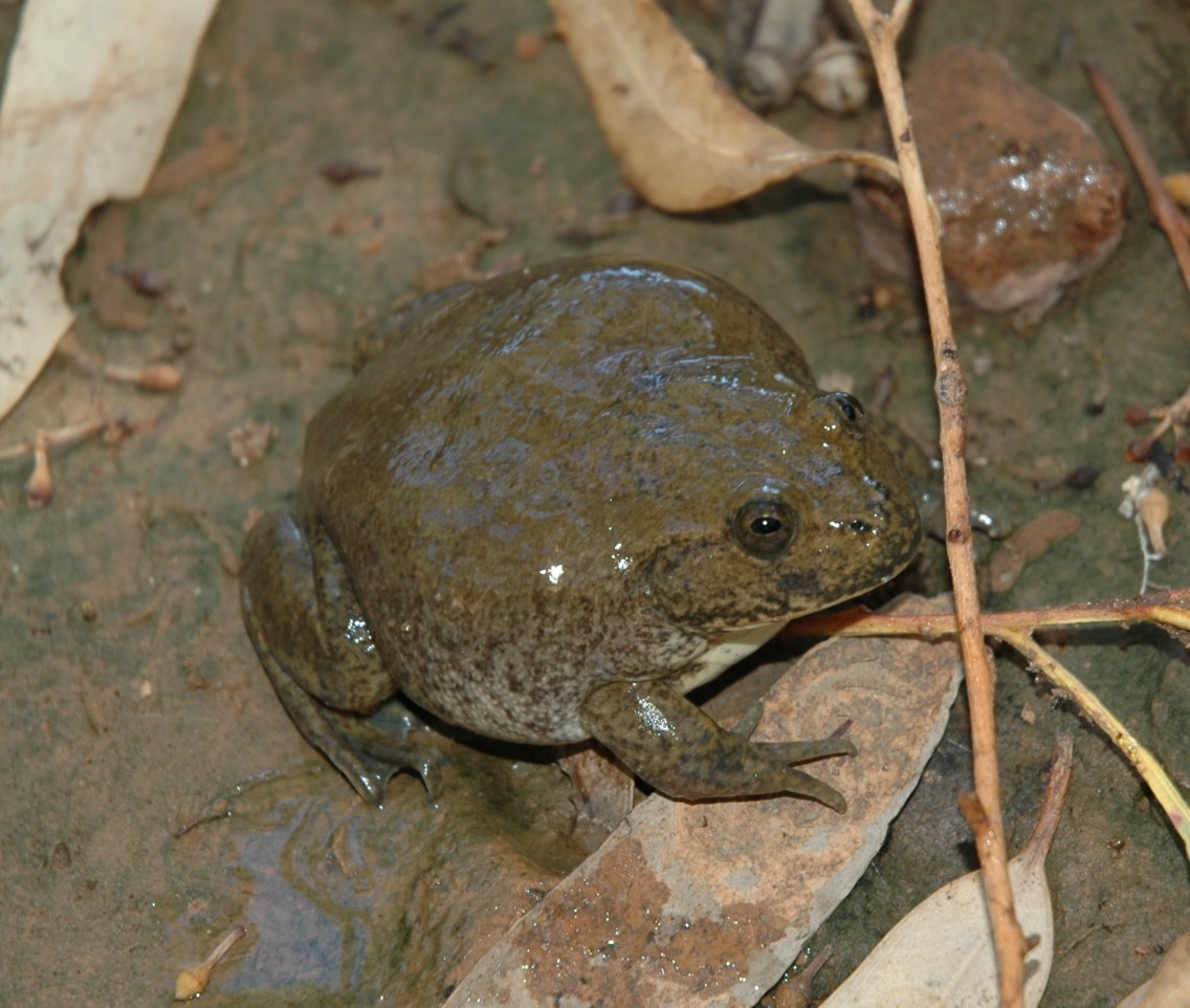  p>保水蛙,澳大利亚野生动物,为了在干旱季节存活下来,这种蛙掘洞藏入