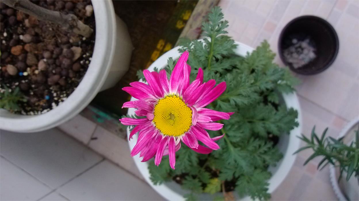  p>红花除虫菊(学名:pyrethrum coccineum (willd.) worosch.
