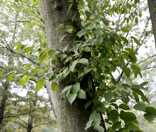  p>珊瑚朴(学名: i>celtis julianae  /i>schneid.