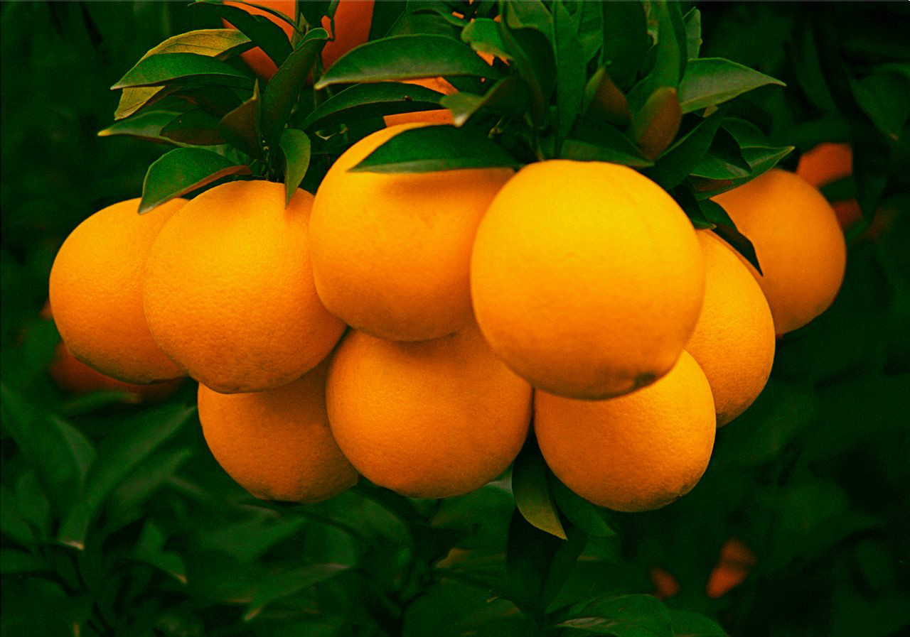  p>橙子(学名: i>citrus sinensis /i> 英语:orange),是芸香科柑橘属