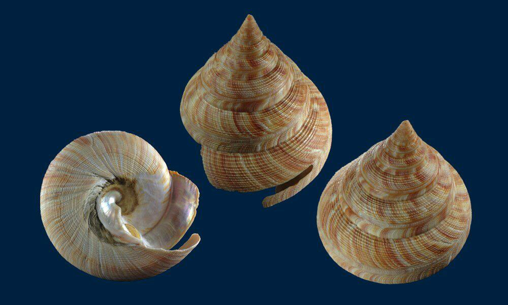 href="#" data-lemmaid="10083442">钟螺 /a>形(圆的圆锥形)