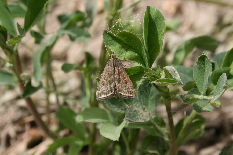 sticticalis ), a href="#" data-lemmaid="6244151">螟蛾科 /a>