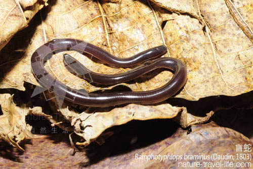  p>钩盲蛇(学名:ramphotyphlops braminus)又名入耳 a href="#" data
