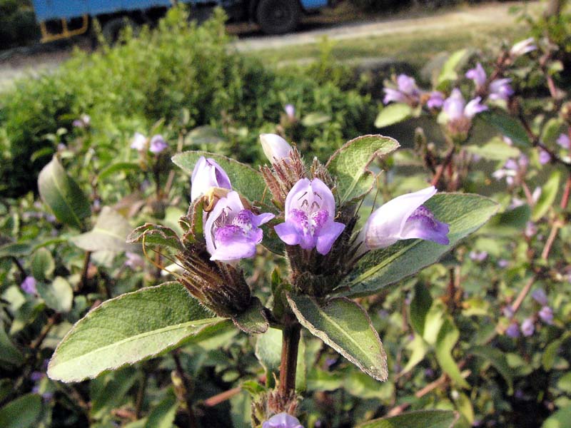 hygrophila pogonocalyx
