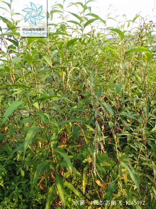  p>水蓼(学名: i>polygonum hydropiper /i> l.