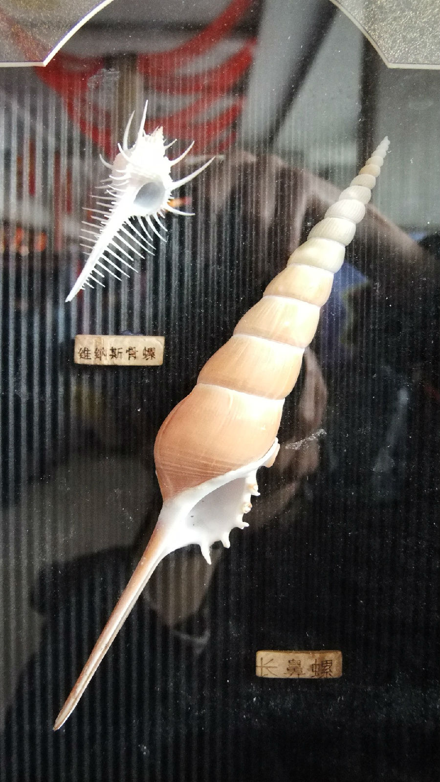  p>长鼻螺(学名: i>tibia fusus /i>): a href="#" data-lemmaid="