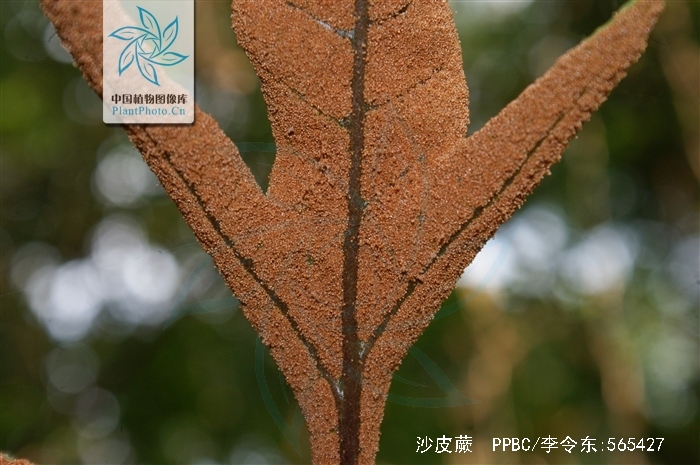  p>沙皮蕨(学名: i>hemigramma decurrens /i> (hook.) cop.