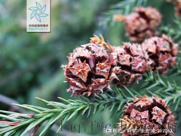  p>日本柳杉(拉丁学名: i>cryptomeria japonica  /i>(l. f.) d.