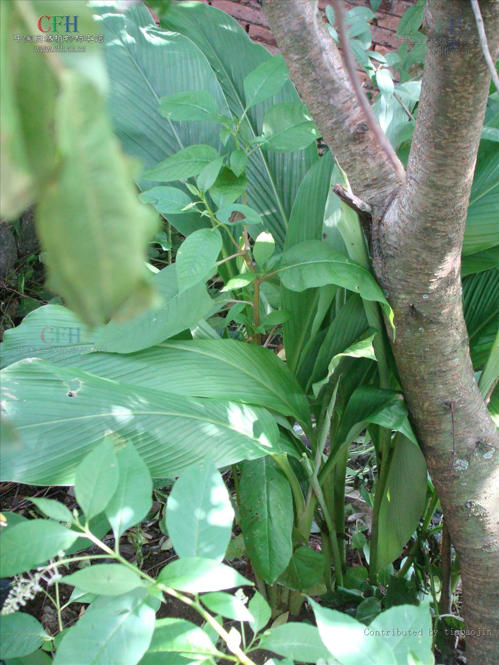  p>姜黄属(学名:curcuma l)是 a target="_blank" href="/item/姜科">