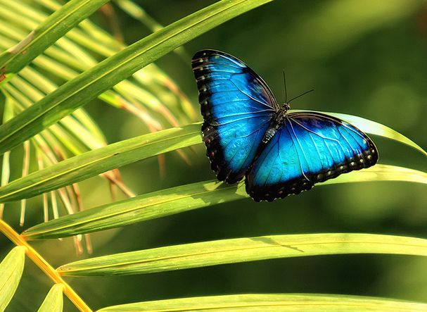 peleides (kollar, 1850),鳞翅目,蛱蝶科,闪蝶属的一种美丽的蝴蝶