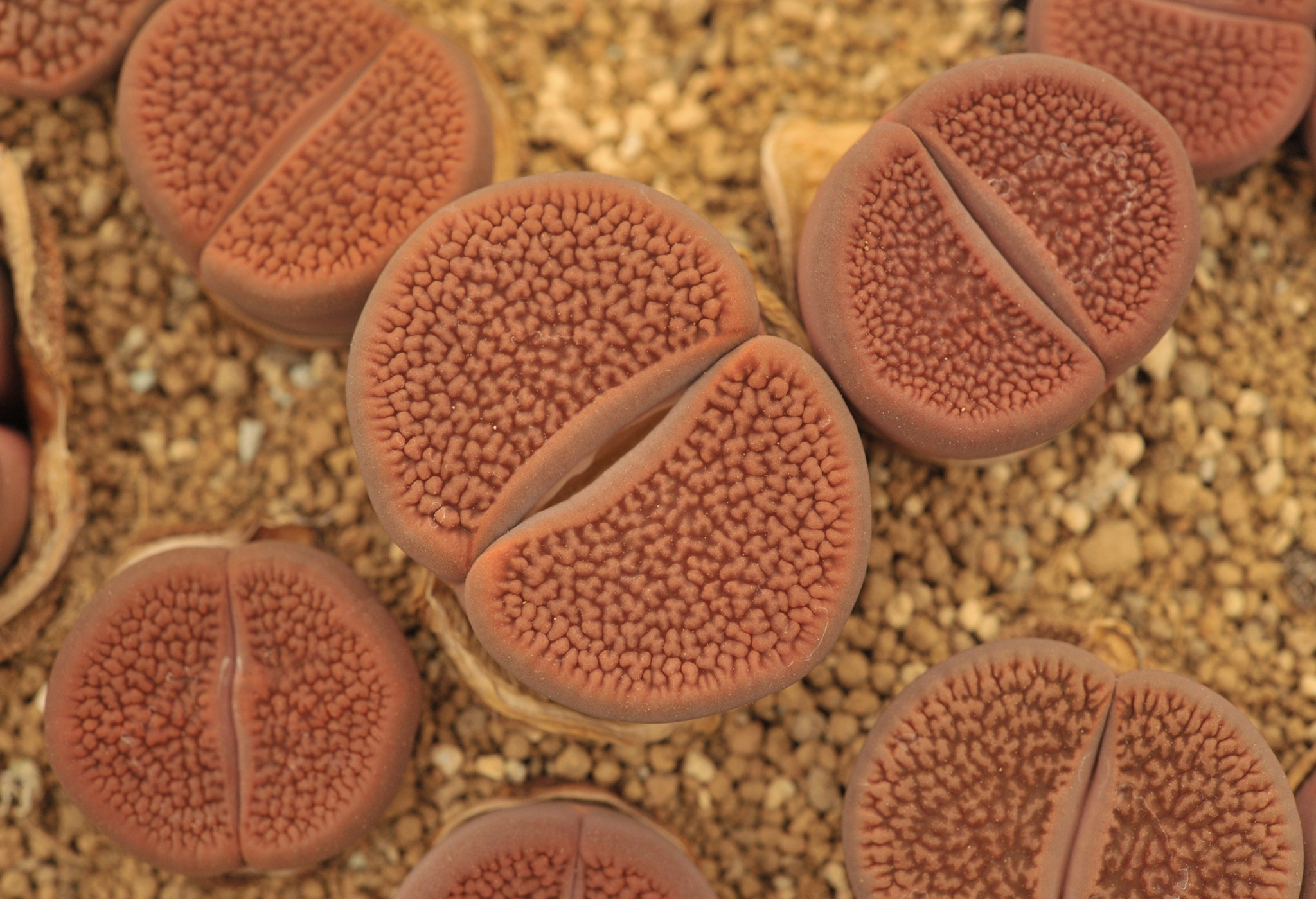  p>生石花(学名: i>lithops /i> n. e. br.