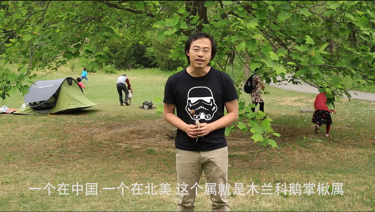 叶如马褂,花却似郁金香——鹅掌楸