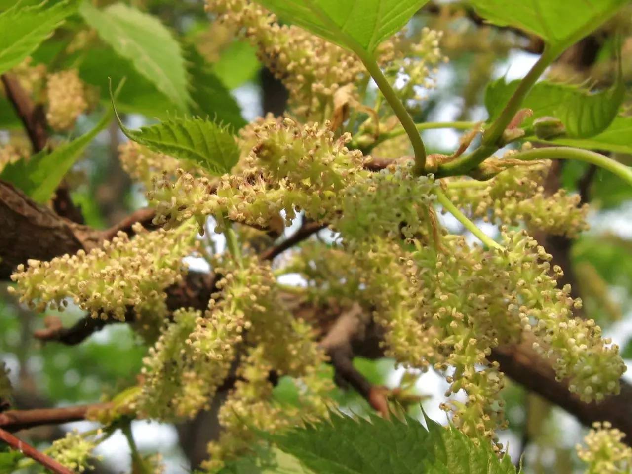 《诗经》植物志：桑_百科TA说